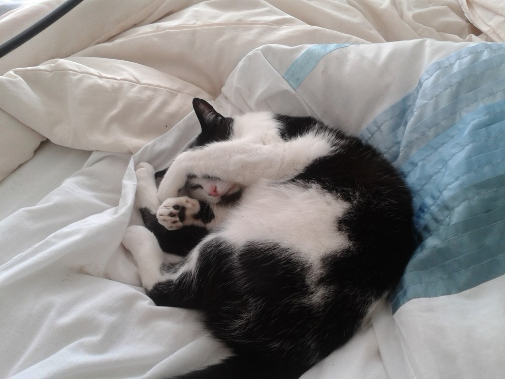 Ageing cat, in denial