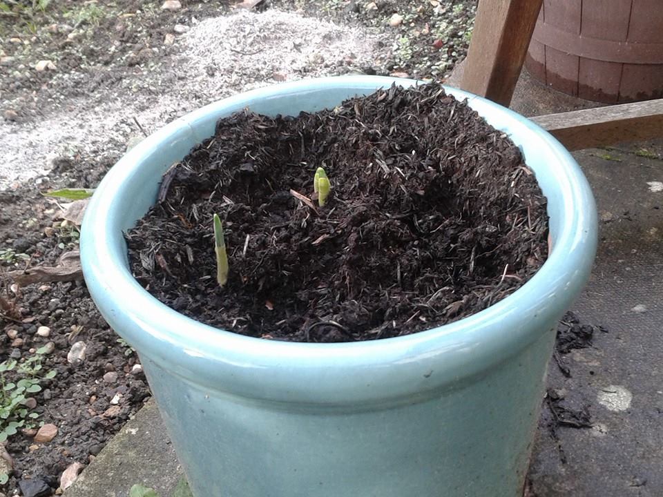 10805651_10204581249324693_265552903385241743_n (2)